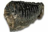 Southern Mammoth Lower M Molar - Hungary #298459-3